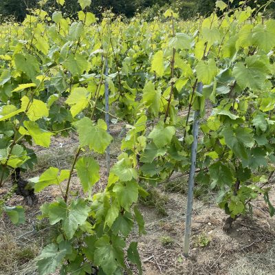 Groei van de wijnstok